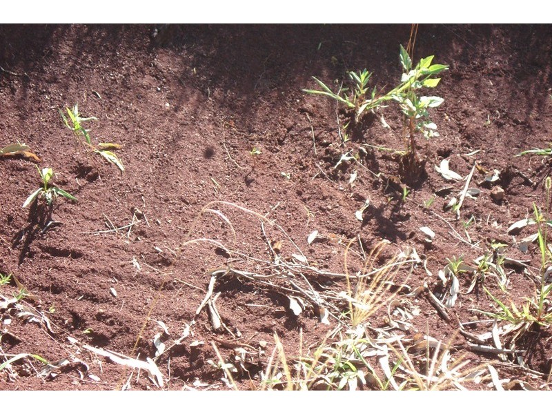 496 Iron Pot Creek Road, Kyogle NSW 2474