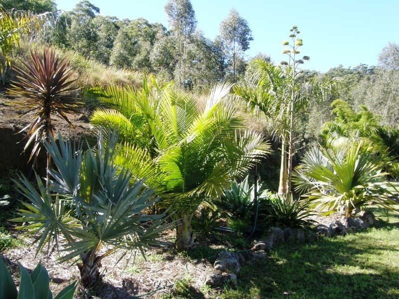 420 Lions Road, Cougal, Kyogle NSW 2474