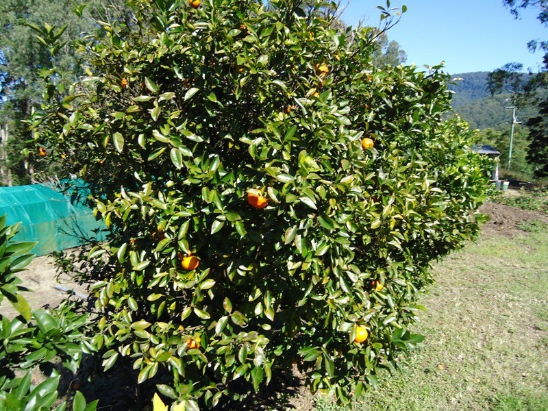 420 Lions Road, Cougal, Kyogle NSW 2474