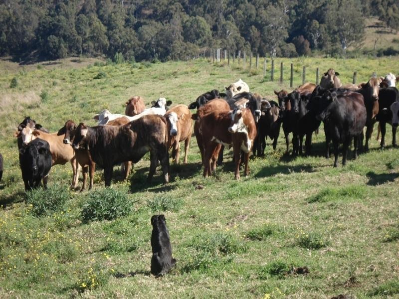 0 Wyndham Creek Road, Wyndham, Kyogle NSW 2474