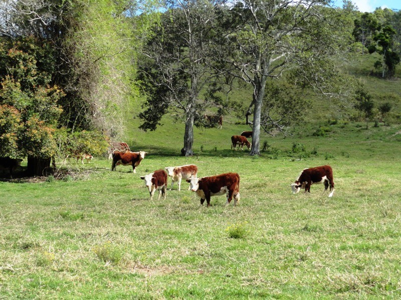 1006 CLOTHIERS CREEK ROAD, Tweed Heads NSW 2485