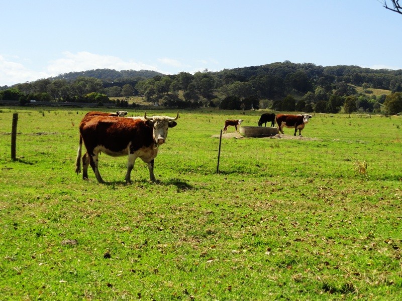 1006 CLOTHIERS CREEK ROAD, Tweed Heads NSW 2485