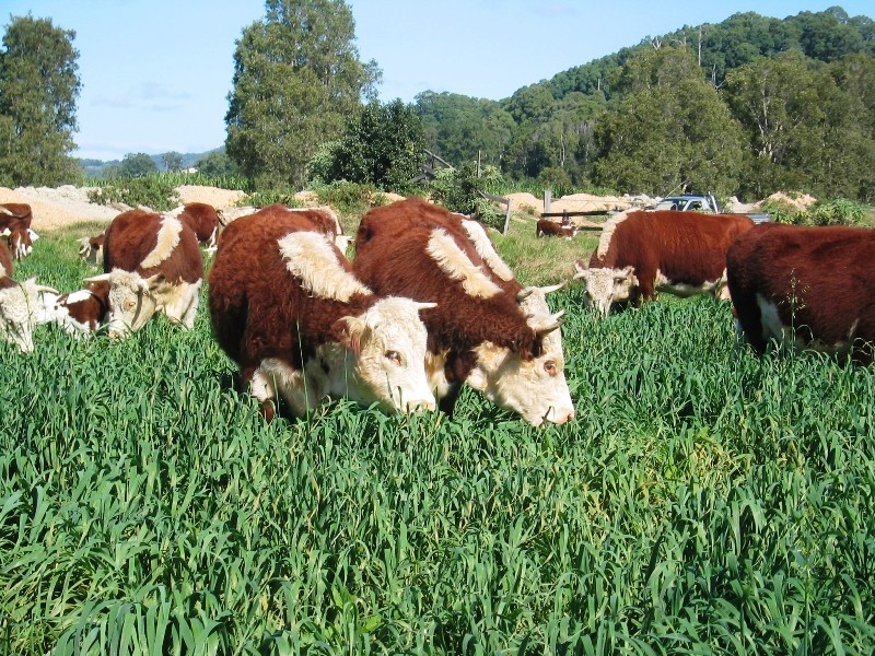 1006 CLOTHIERS CREEK ROAD, Tweed Heads NSW 2485