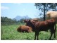 1149 LILLIAN ROCK, Murwillumbah NSW 2484