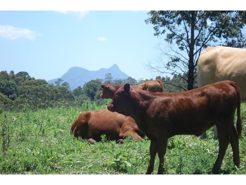 1149 LILLIAN ROCK, Murwillumbah NSW 2484