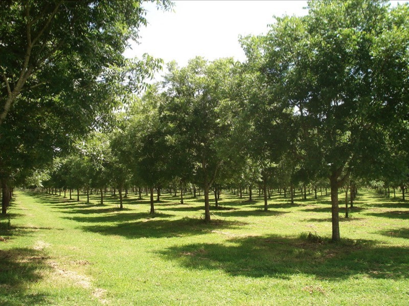 WIANGAREE ROAD, Kyogle NSW 2474