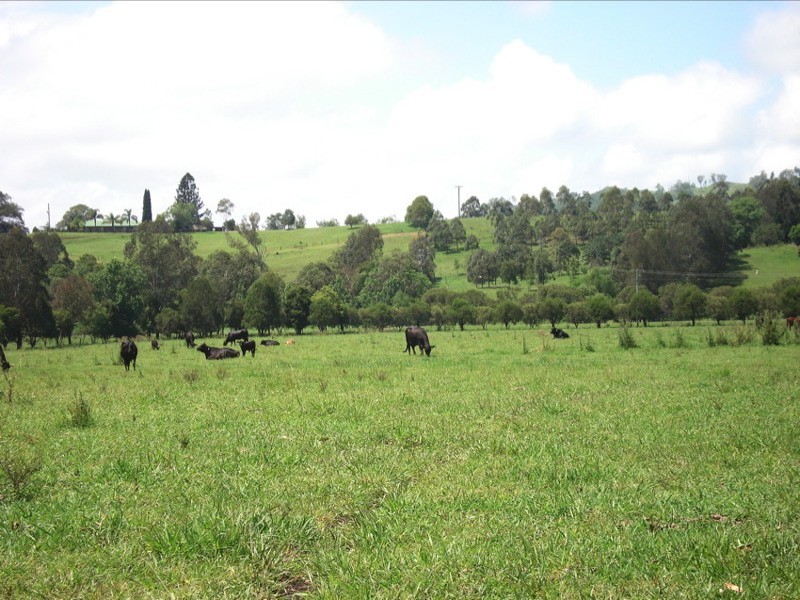 WIANGAREE ROAD, Kyogle NSW 2474