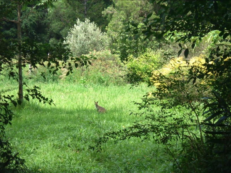 Lillian Rock NSW 2480