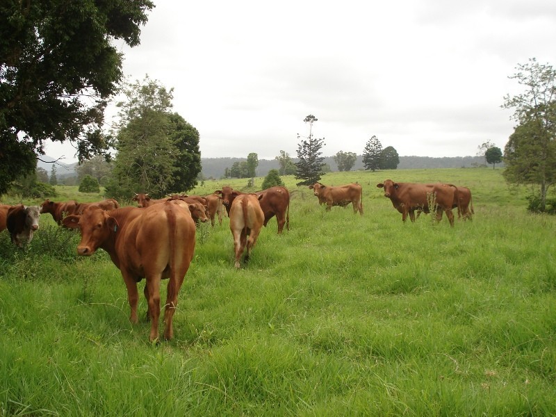Doon Doon Road, Midginbil NSW 2484