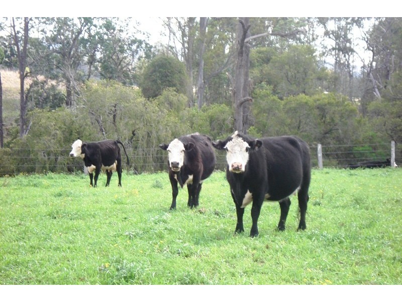 Summerland Way, Unumgar NSW 2474