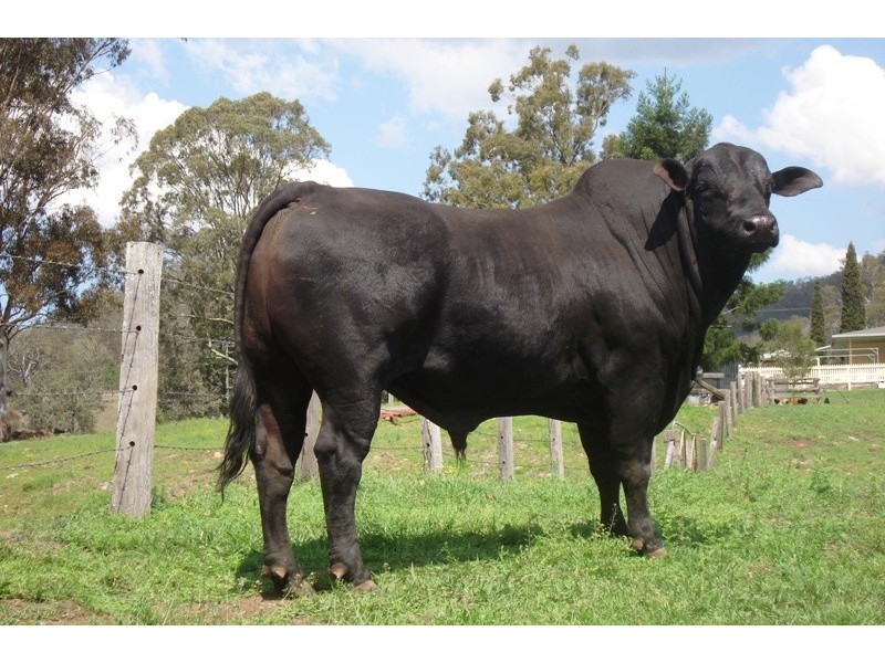 Summerland Way, Unumgar NSW 2474