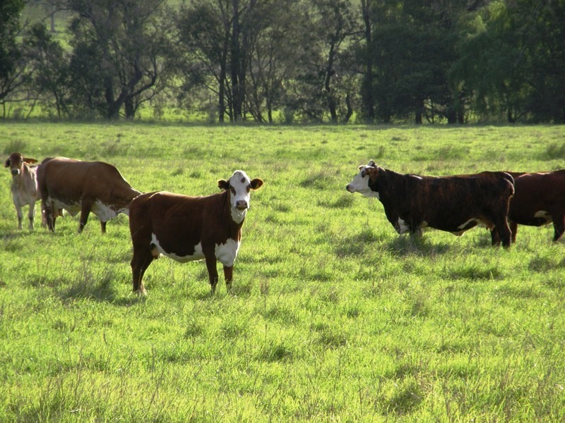 422 Mockhara, Kyogle NSW 2474