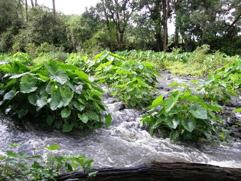 656 Collins Creek Road, Kyogle NSW 2474