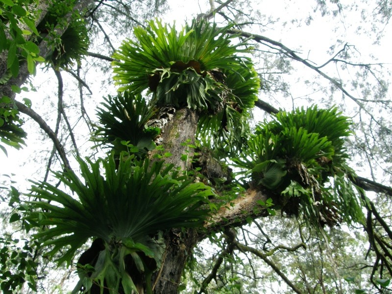 656 Collins Creek Road, Kyogle NSW 2474