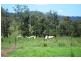 Whites Road, Homeleigh NSW 2474