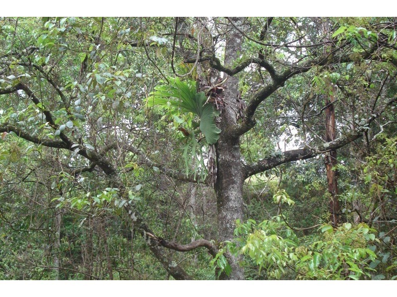 Eden Creek Road, Upper Eden Creek NSW 2474