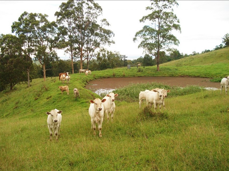 173 Richmond Range Road, Mallanganee NSW 2469