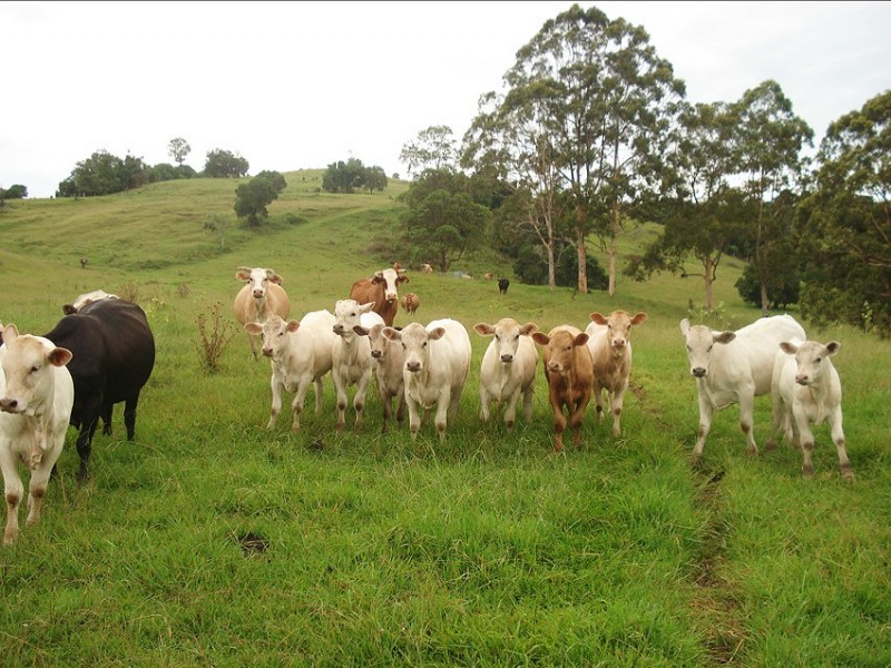 173 Richmond Range Road, Mallanganee NSW 2469