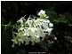 Loadstone NSW 2474