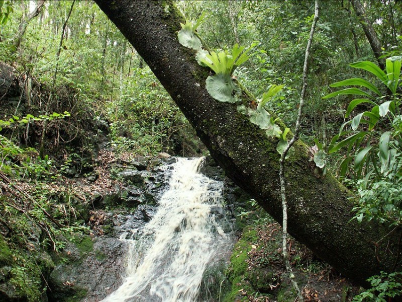 Loadstone NSW 2474