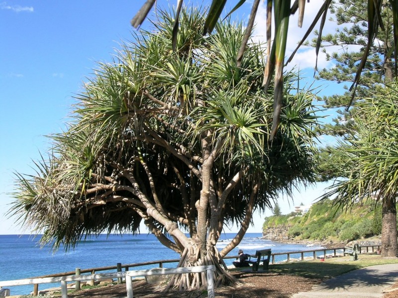 33 Roderick Street, Moffat Beach QLD 4551