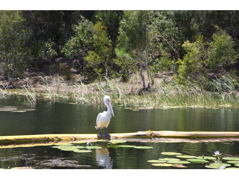 Pelican Waters QLD 4551