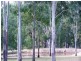 96 MUNDOOLUN CONNECTION ROAD, Tamborine QLD 4270