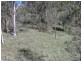 137 Stephens Place, Kooralbyn QLD 4285