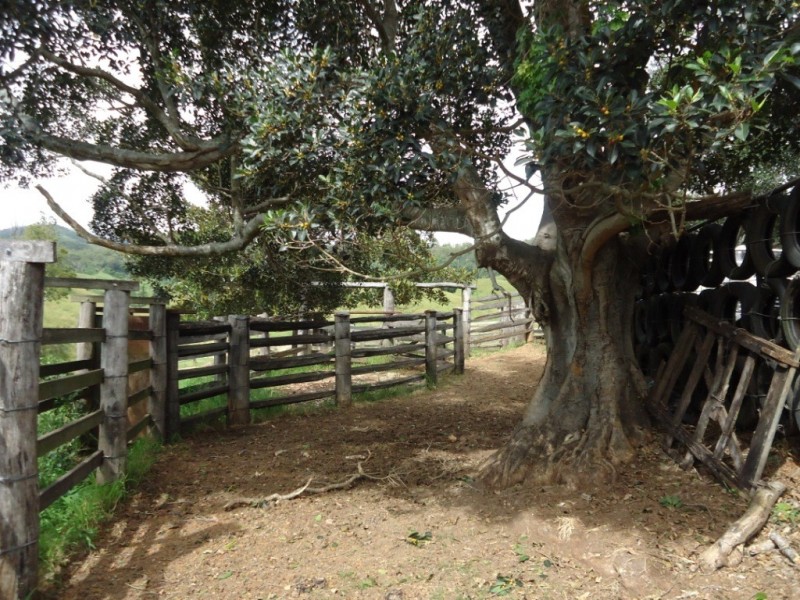 Palen Creek QLD 4287