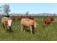 lot 9 Sullivan Rd, Beaudesert QLD 4285