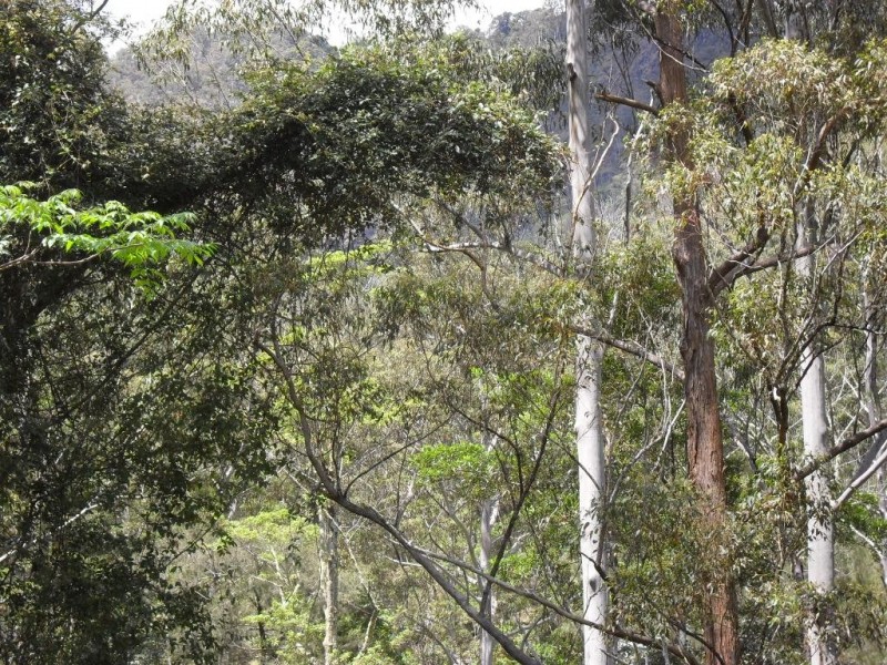 3291 Christmas Creek Rd, Christmas Creek QLD 4285