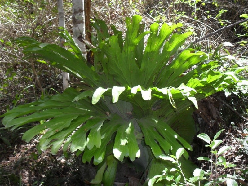 3291 Christmas Creek Rd, Christmas Creek QLD 4285