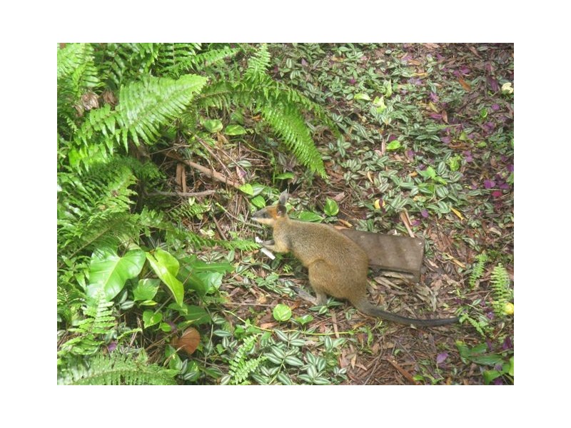 Nambour QLD 4560