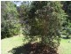 Palmwoods QLD 4555