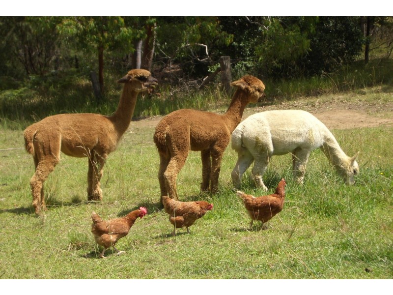 1880 Bells Line of Road, Kurrajong Heights NSW 2758