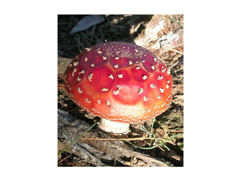 1880 Bells Line of Road, Kurrajong Heights NSW 2758