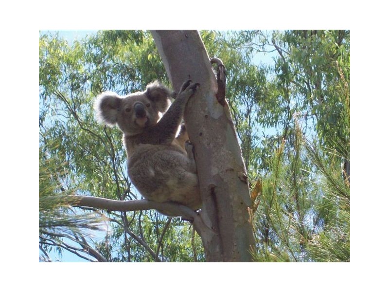 8 Hawkins Place, Thornlands QLD 4164