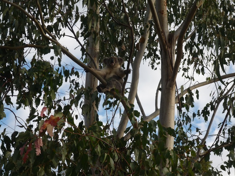 290 Milbong Road, Anthony QLD 4310