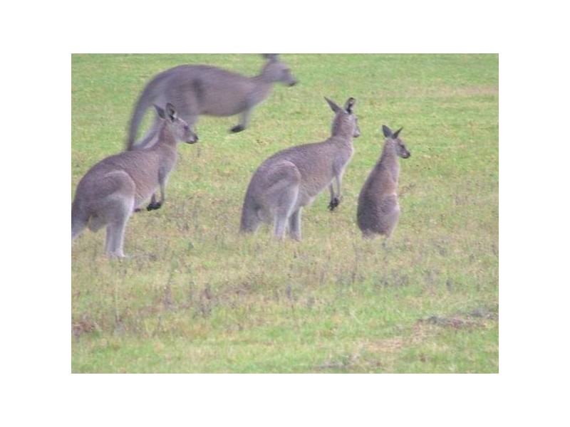 Lot 211 Forest Meadow Way, Worrigee NSW 2540