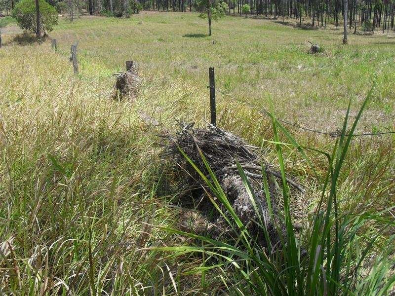 Lot 91 Arborfour Road, Glenwood QLD 4570