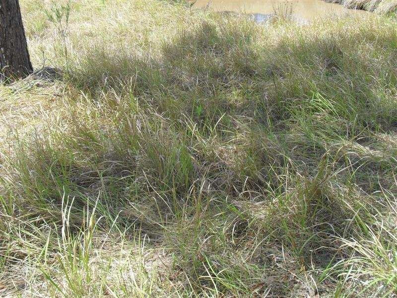 Lot 91 Arborfour Road, Glenwood QLD 4570