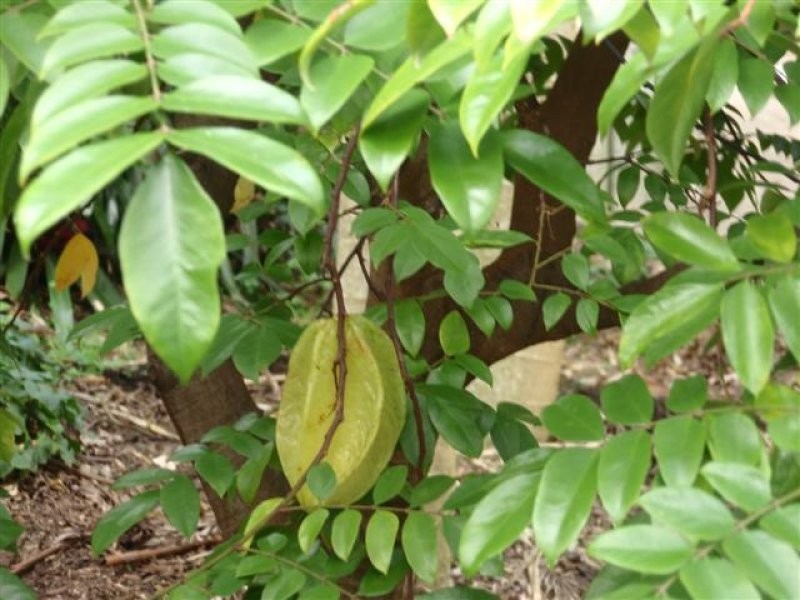 7 Janmarie Court, Kallangur QLD 4503