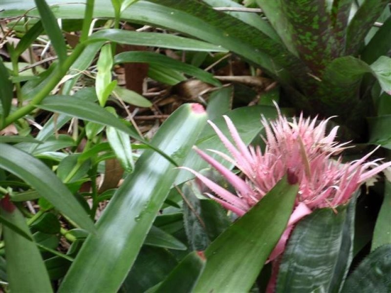 7 Janmarie Court, Kallangur QLD 4503