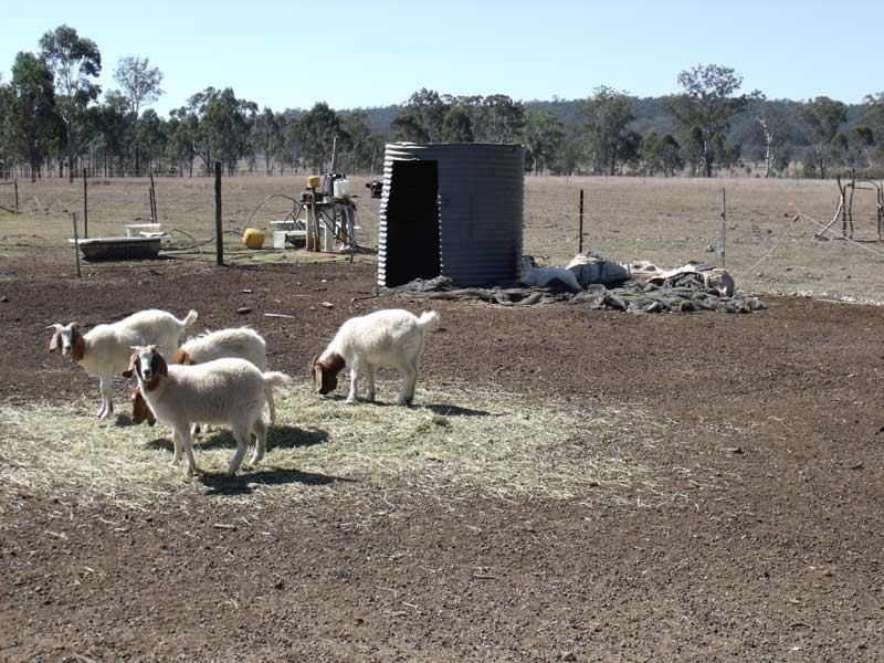 Wattle Camp QLD 4615
