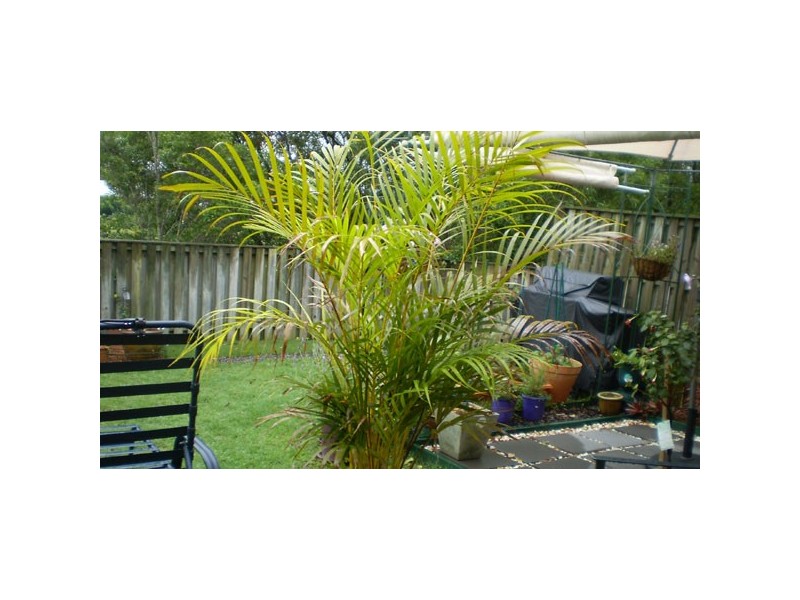 Reedy Creek QLD 4227