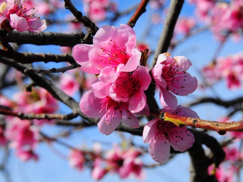 309 Stoney Creek Road, Berridale NSW 2628