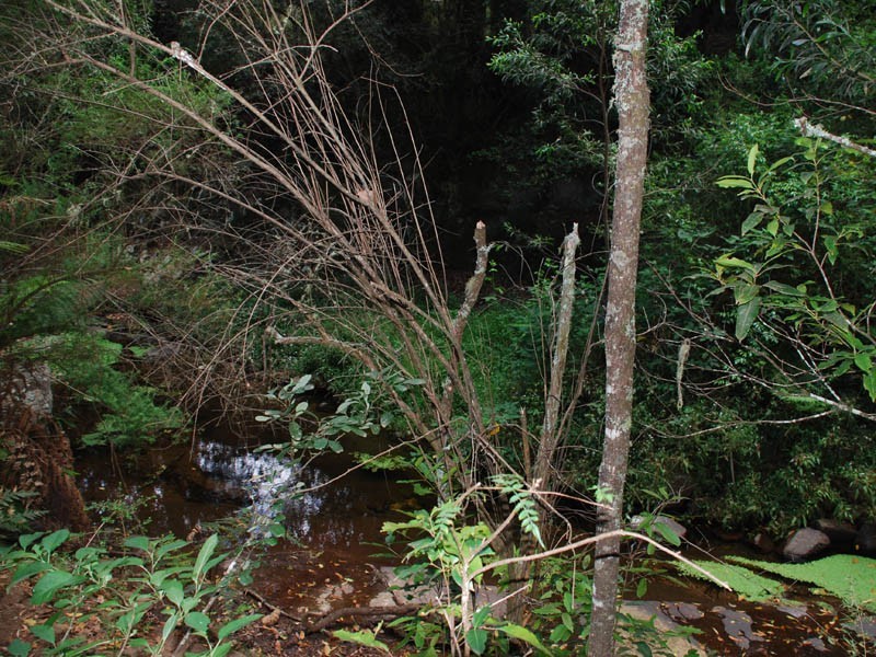 730 Browns Mountain, Cambewarra NSW 2540