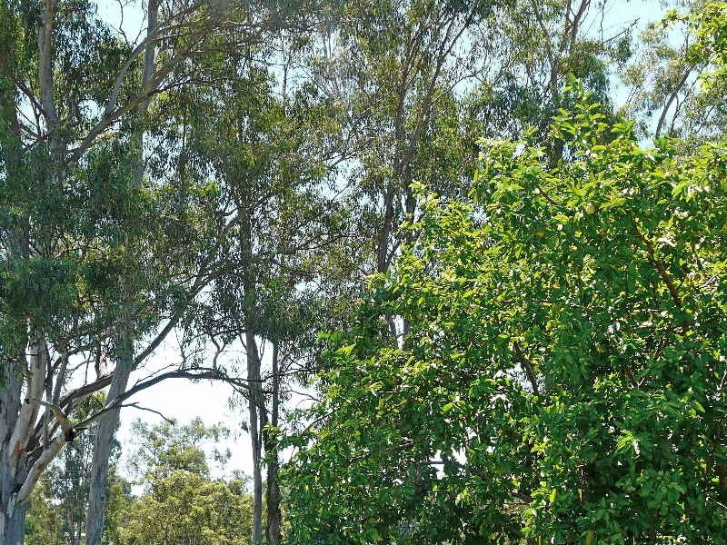 Durack QLD 4077