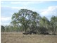 Lot 165 Lemontree-Bostocks Rd, Lemontree QLD 4357