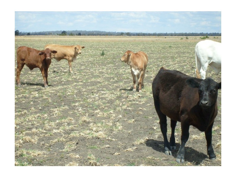 Lot 1 Owens Scrub Rd, Punchs Creek QLD 4357